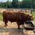 Registered highland bull 5 thumbnail