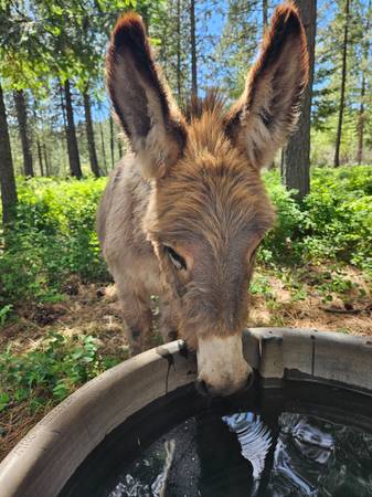 Mini Standard Jack Donkey - PENDING 1
