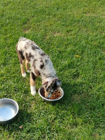 Australian Shepherd 1