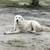 Livestock Guardian great Pyrenees 3 thumbnail