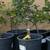 Improved Meyer LEMON TREE FRUITING FLOWERING with LEMONS FRUITS BUSH 3 thumbnail