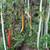 Rare Seed- Python snake bean-Seeds 1 thumbnail
