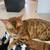 Bengal Cats 1 thumbnail