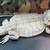 bearded dragon 1 thumbnail