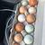 Hatching eggs available in Raymond, WA 1 thumbnail