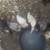 Ducklings 4 thumbnail