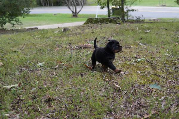 Rotweiler 1