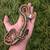 Banana pied ball python 2 thumbnail