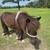 Shetland  ponies 4 thumbnail