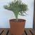 Rare crested mermaid tail succulents 2 thumbnail