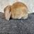 Sweet Mini Lop bunny 2 thumbnail