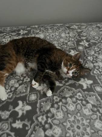 Cat63918925072387121