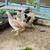 Gamefowl 3 thumbnail