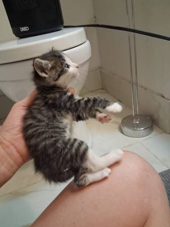 Tiny orphan kittens (Cedar city)587902453275709441