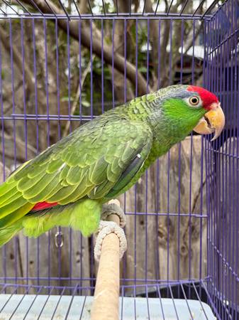 Red Crown Amazon Parrot 1