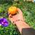 Fresh Garden Produce 2 thumbnail