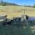 Dorper Sheep 4 thumbnail