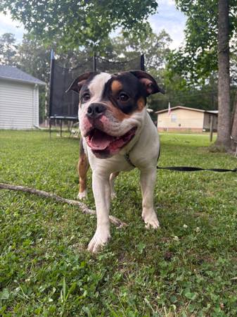 Macho XL Bully de 1 año (Hertford NC)63882942532227121