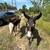 Donkeys 12 thumbnail