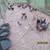 Chickens 2 thumbnail