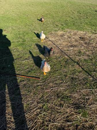 Muscovy Ducks 1
