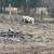Sheep flock with livestock guardian 7 thumbnail