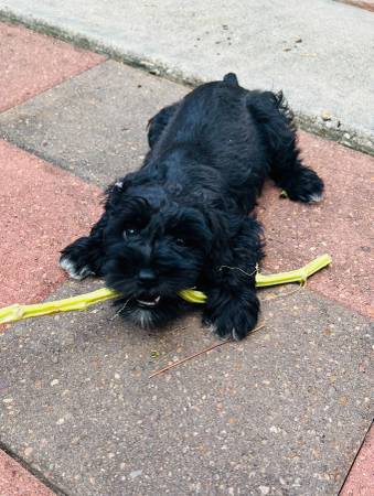 Rehoming Miniature Schnauzer puppies (Houston)63859315730179121