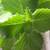 Houseplants Galore 8 thumbnail
