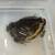 Chubby Frogs ( asian painted frog) 2 thumbnail