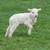 Ram lamb 1 thumbnail