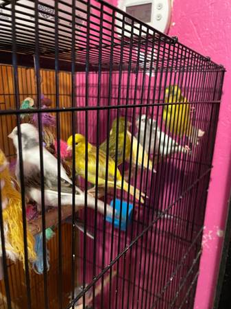 Fife Canaries (Jackson)63941478315907120