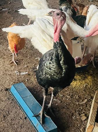 Guajolote en venta 1