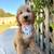 Medium Goldendoodle female 4 thumbnail