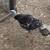 Turkey Hen 1 thumbnail