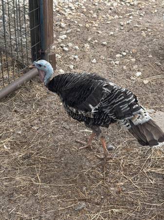 Turkey Hen 1