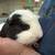 Guinea Pigs 1 thumbnail