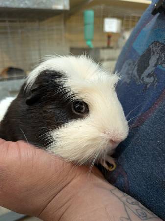 Guinea Pigs 1