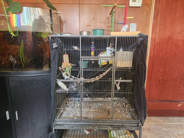 Cockatiel - sexo desconocido (Burien)63853558790401123