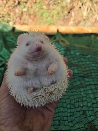 Hedgehog Available 1