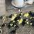 Patitos 1 thumbnail