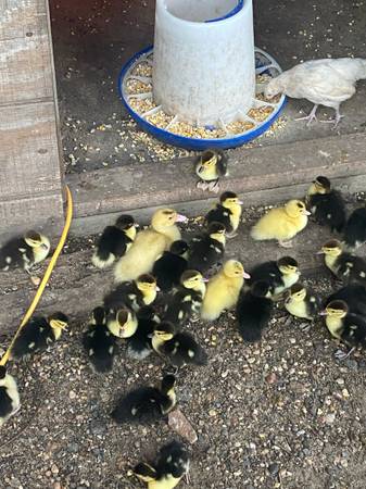 Patitos 1