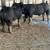 Berkshire pigs/ breeding stock 9 thumbnail