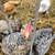 6 week old chicks 3 thumbnail