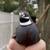 Button Quail 1 thumbnail