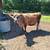 Registered Miniature Jersey Heifer 6 thumbnail