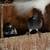 Pigeons 13 thumbnail