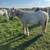 Good temperament registered Gypsy Vanner colt 2 thumbnail