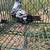 High Flying Tippler Pigeons - $15 (Kingsville) 10 thumbnail