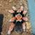 Tarantulas 1 thumbnail