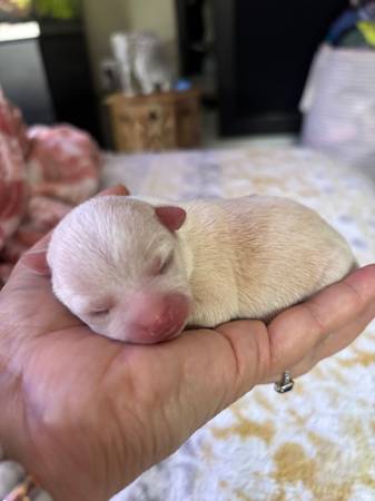 Chihuahua Puppy 1